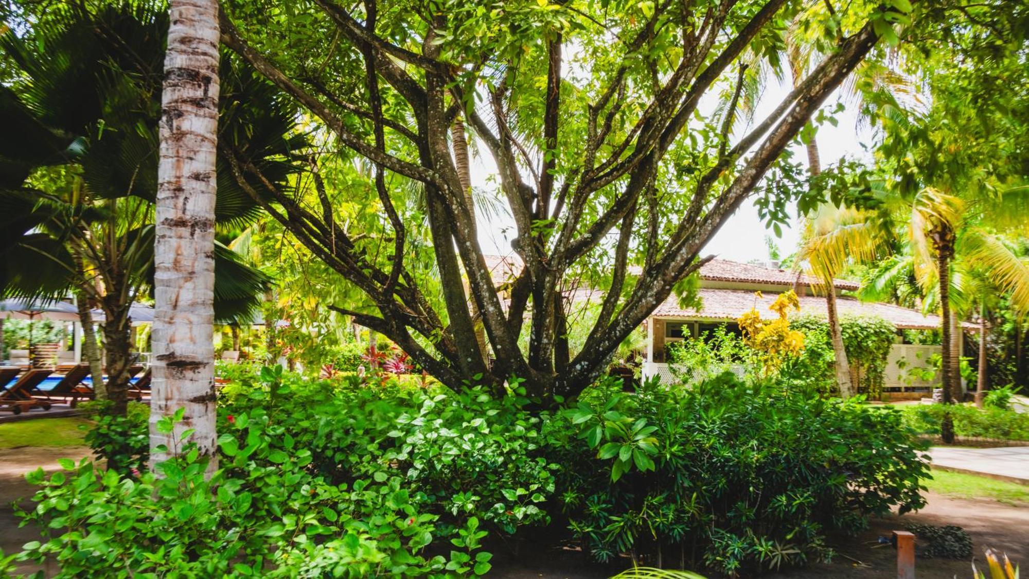 Hotel Casa Acayu São Miguel dos Milagres Exteriér fotografie